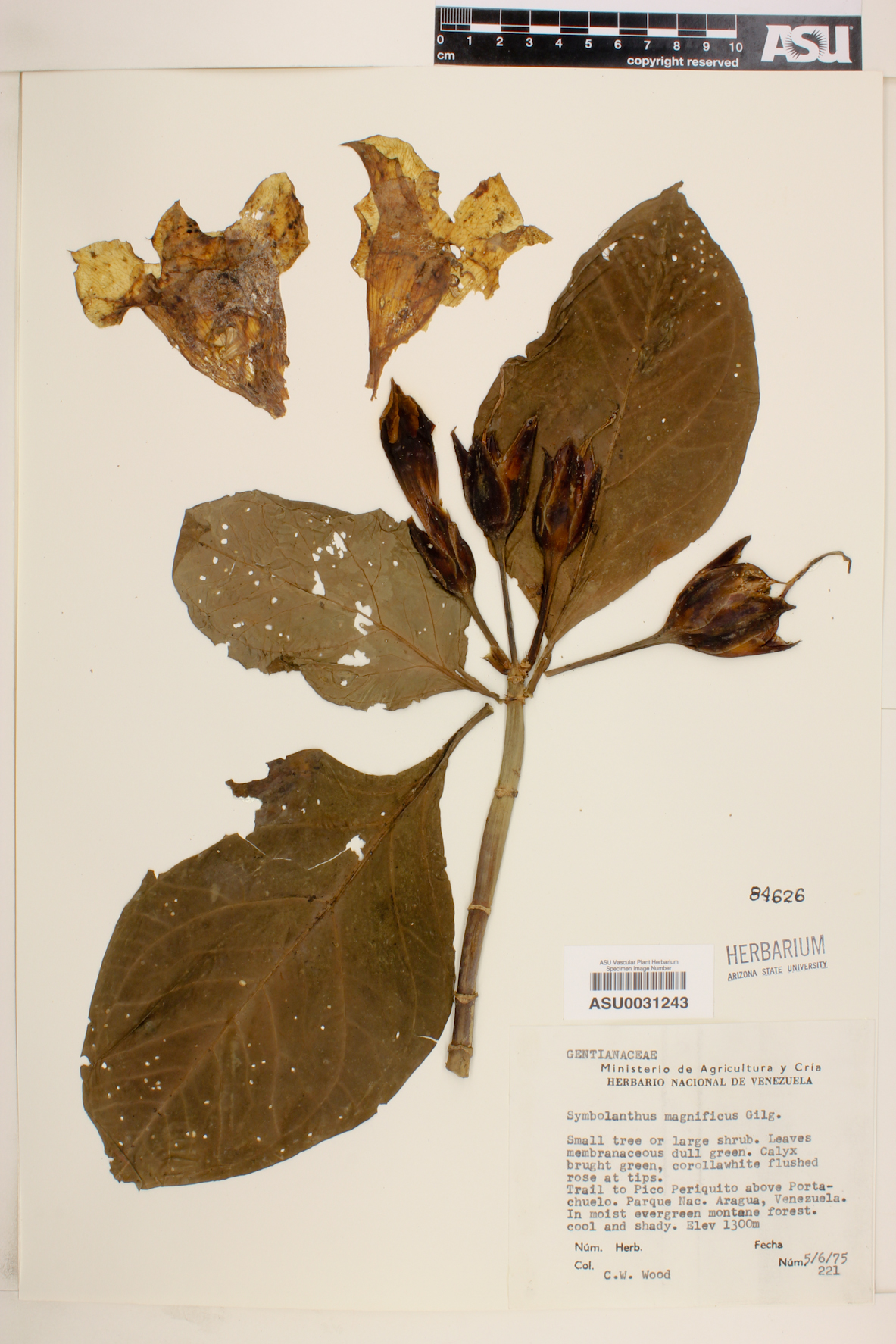 Symbolanthus magnificus image