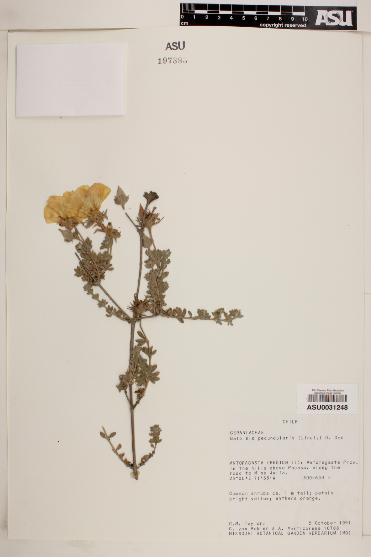 Balbisia peduncularis image