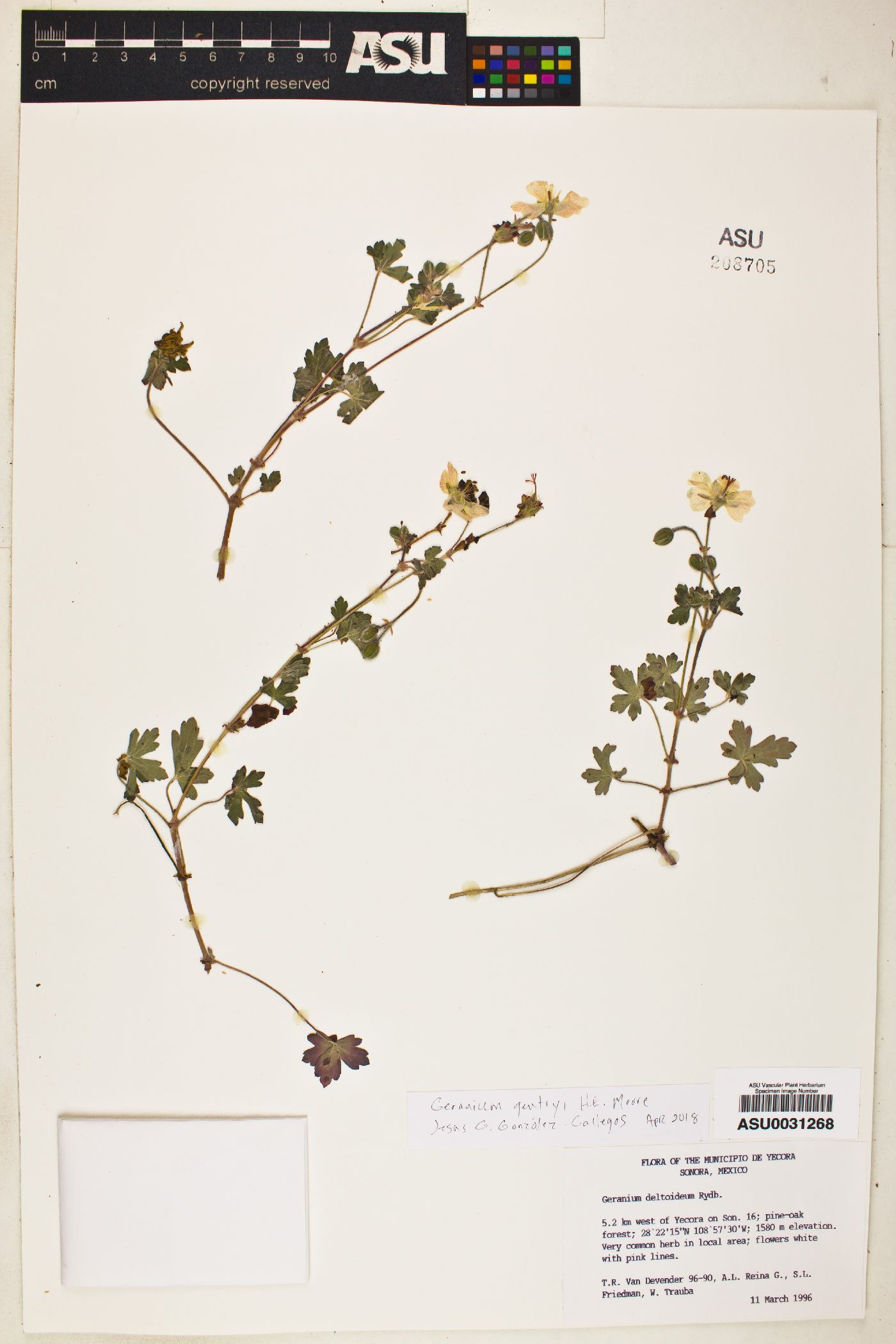Geranium gentryi image