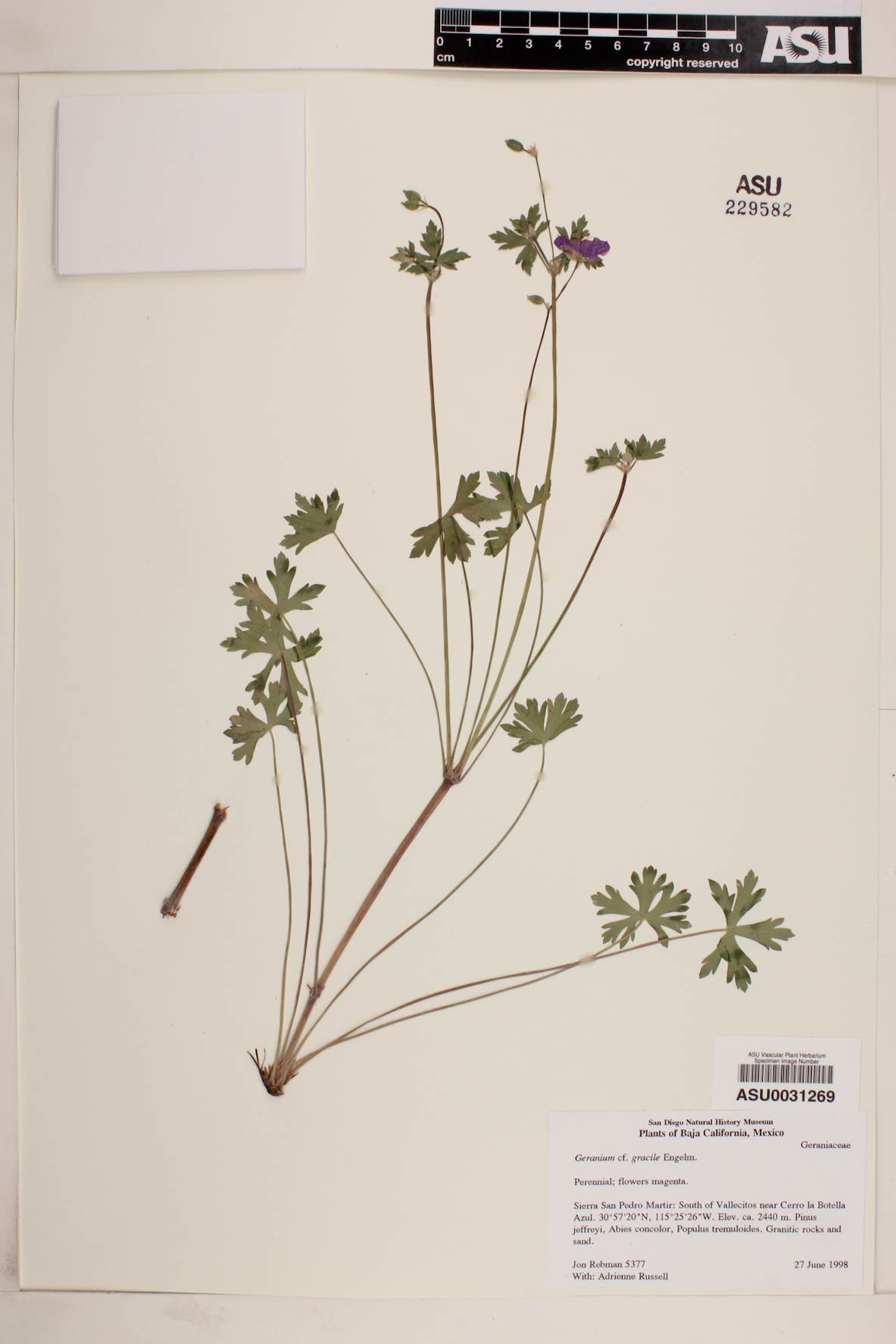 Geranium gracile image