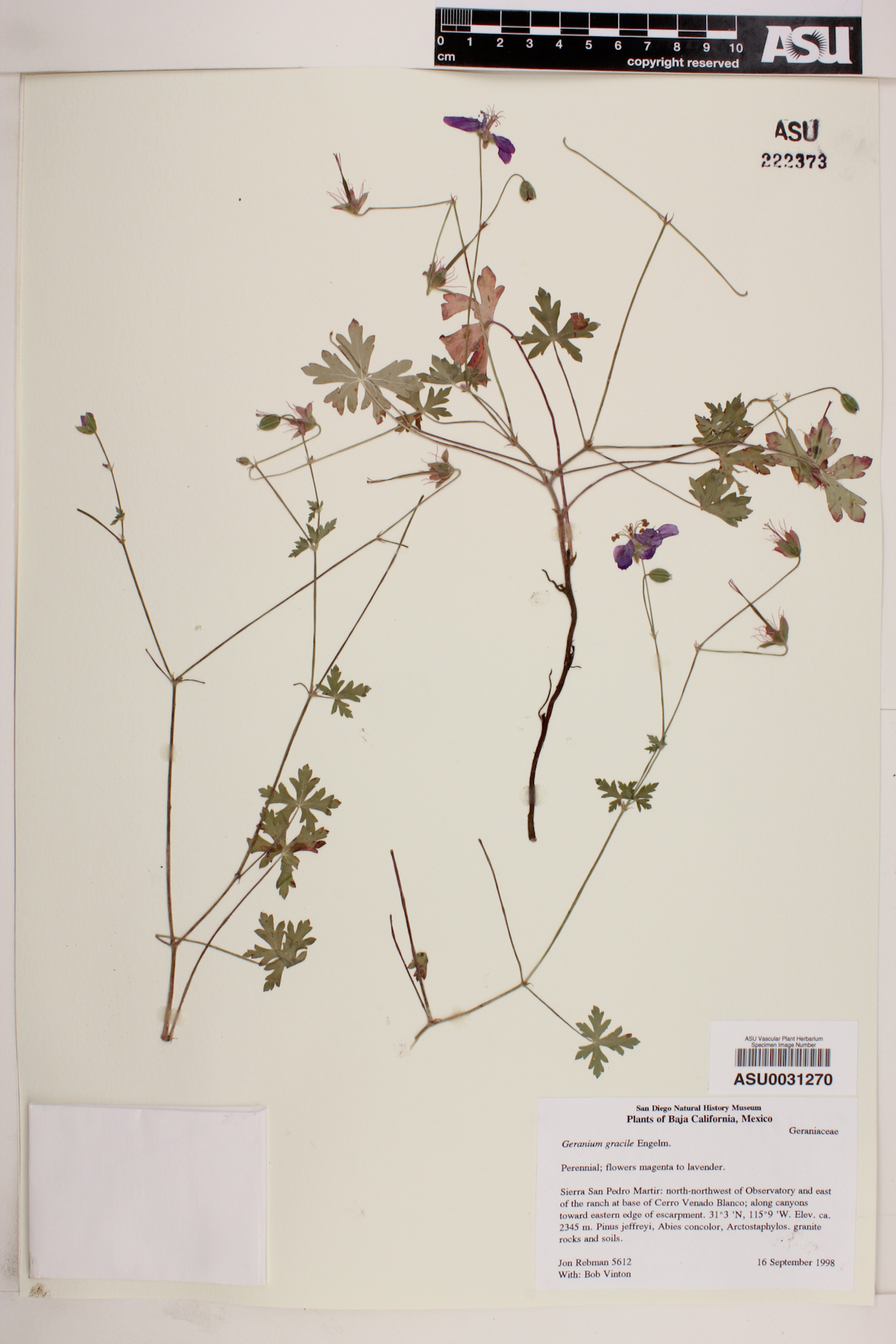 Geranium gracile image