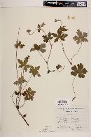 Geranium latum image