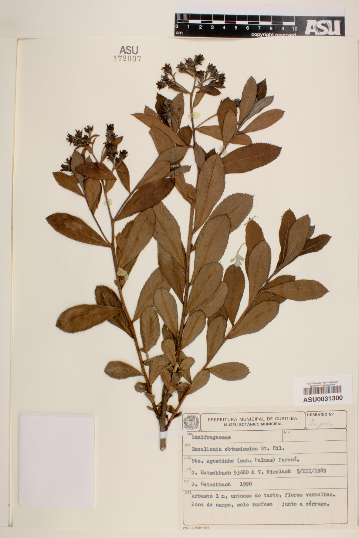 Escallonia obtusissima image