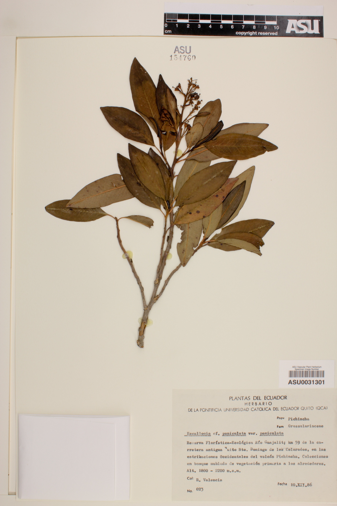 Escallonia paniculata image