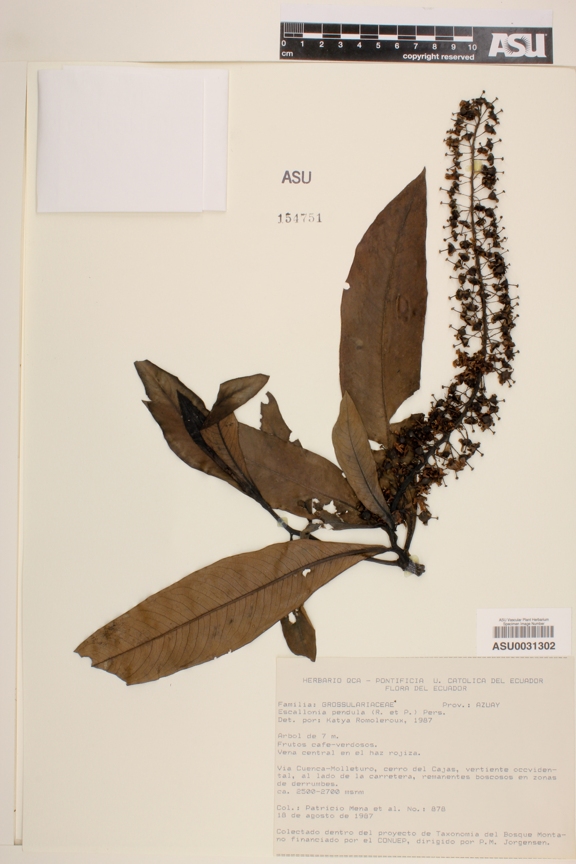 Escallonia pendula image