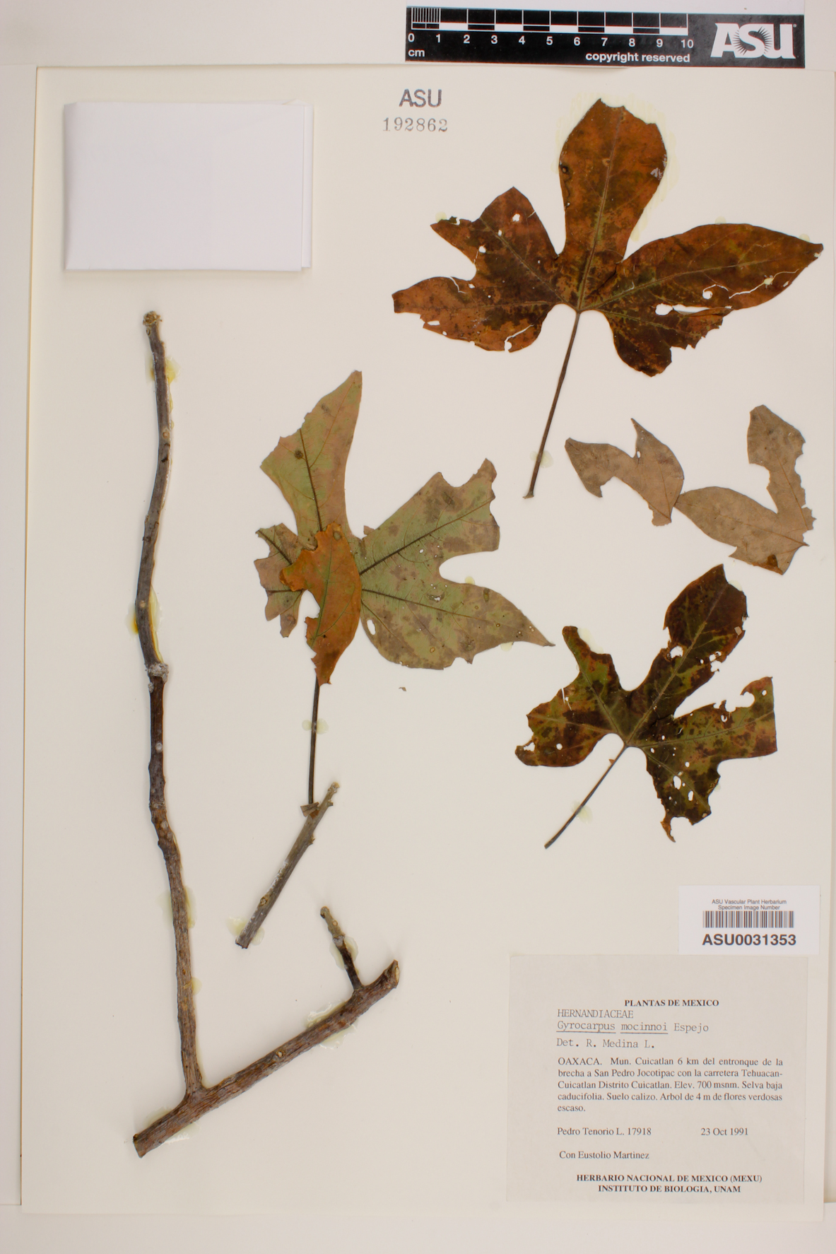 Gyrocarpus mocinoi image