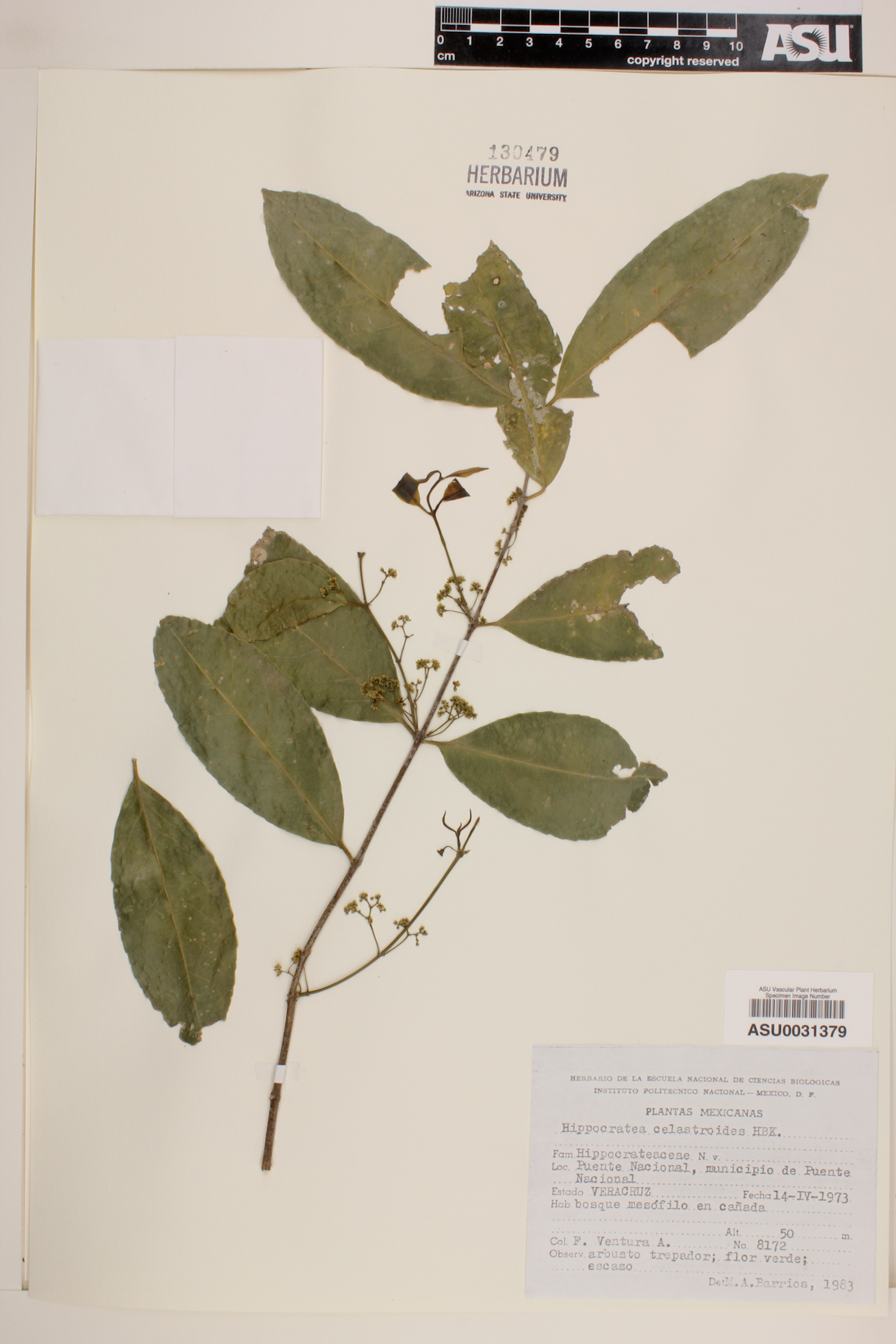 Hippocratea celastroides image