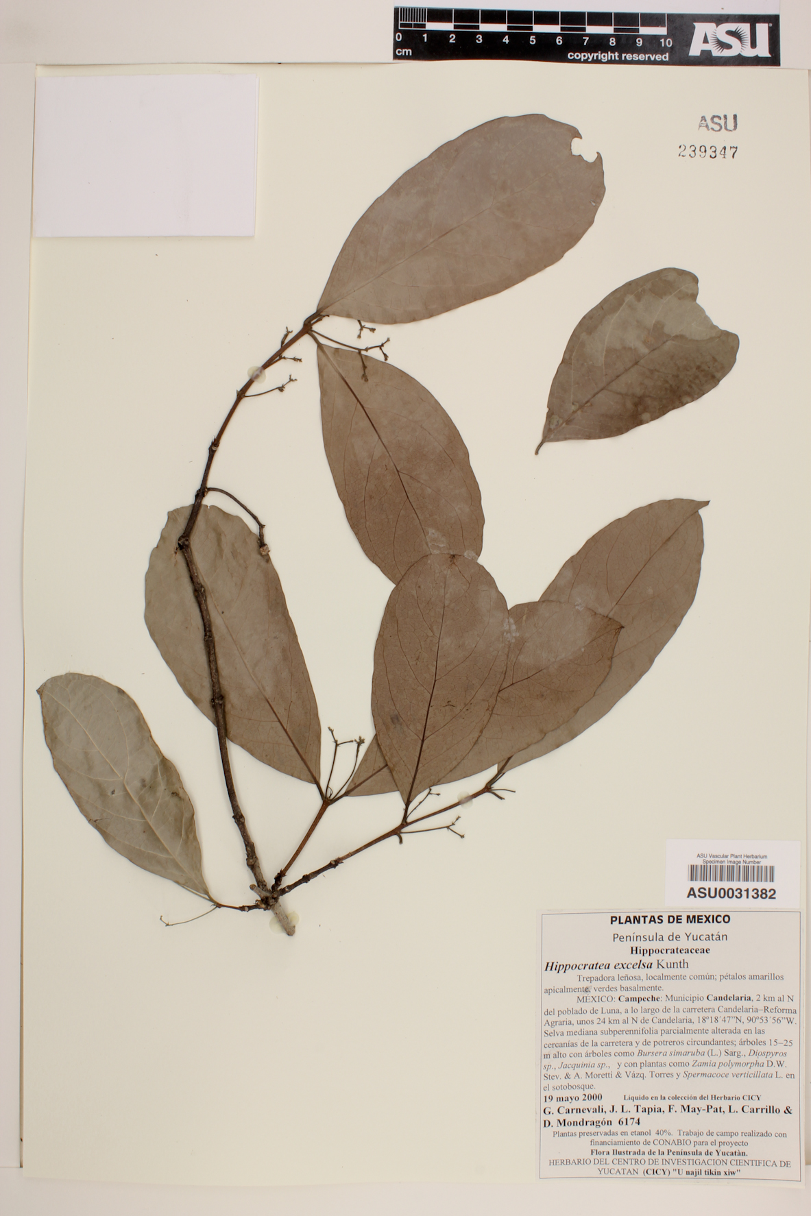 Hippocratea excelsa image