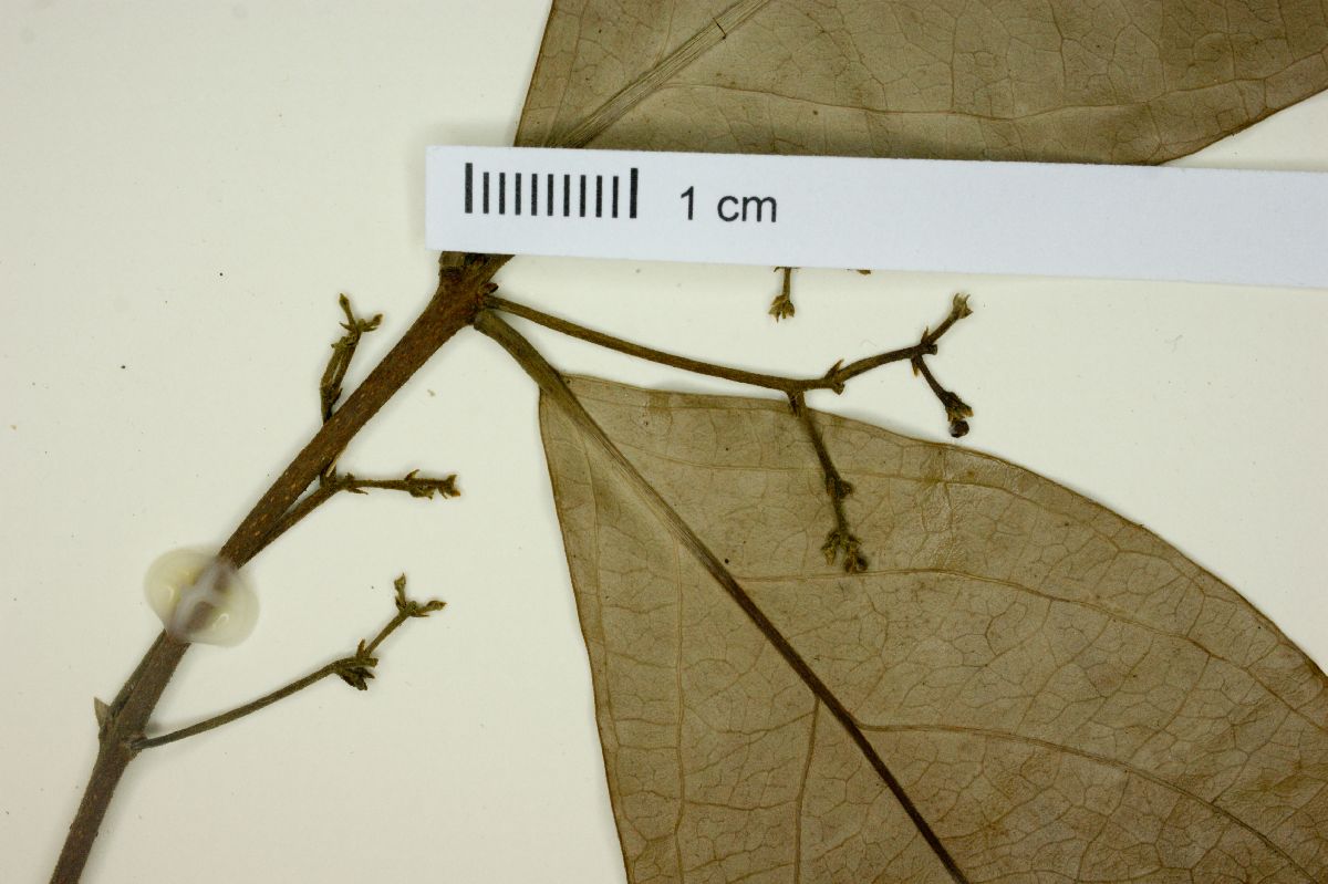 Hippocratea excelsa image
