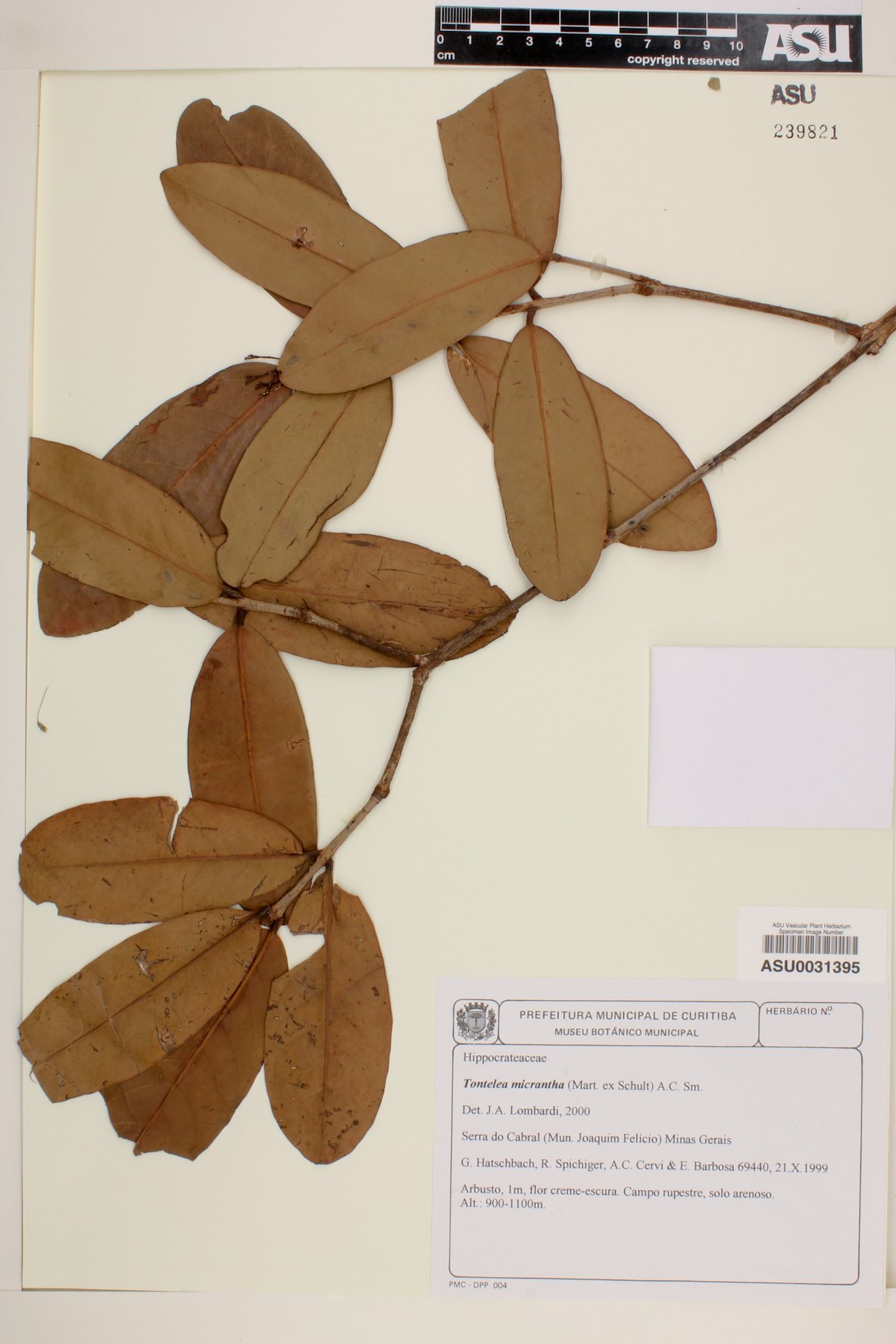 Tontelea micrantha image