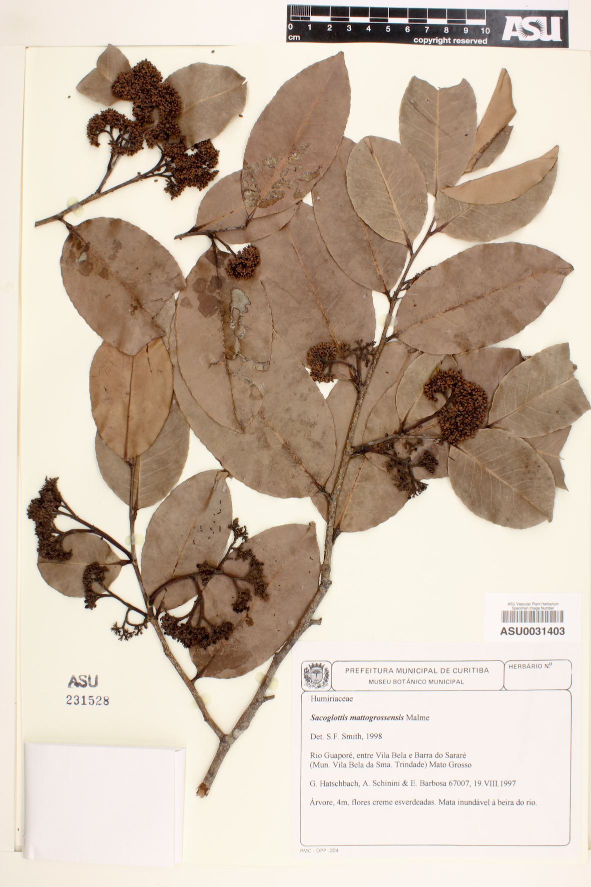 Sacoglottis mattogrossensis image