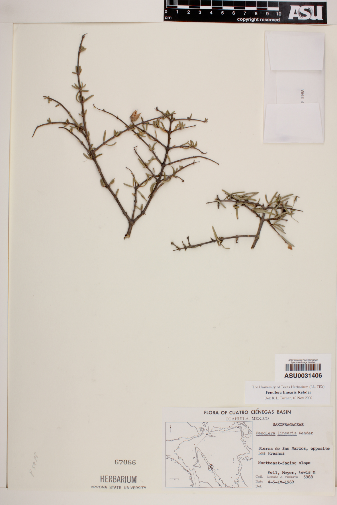 Fendlera linearis image
