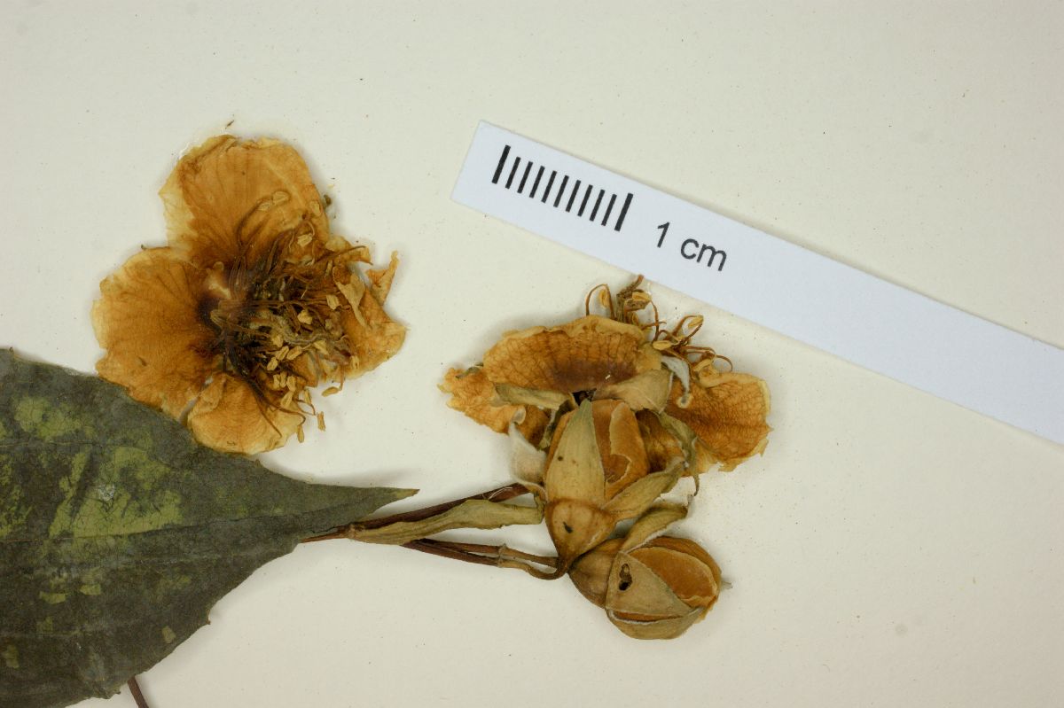 Philadelphus affinis image