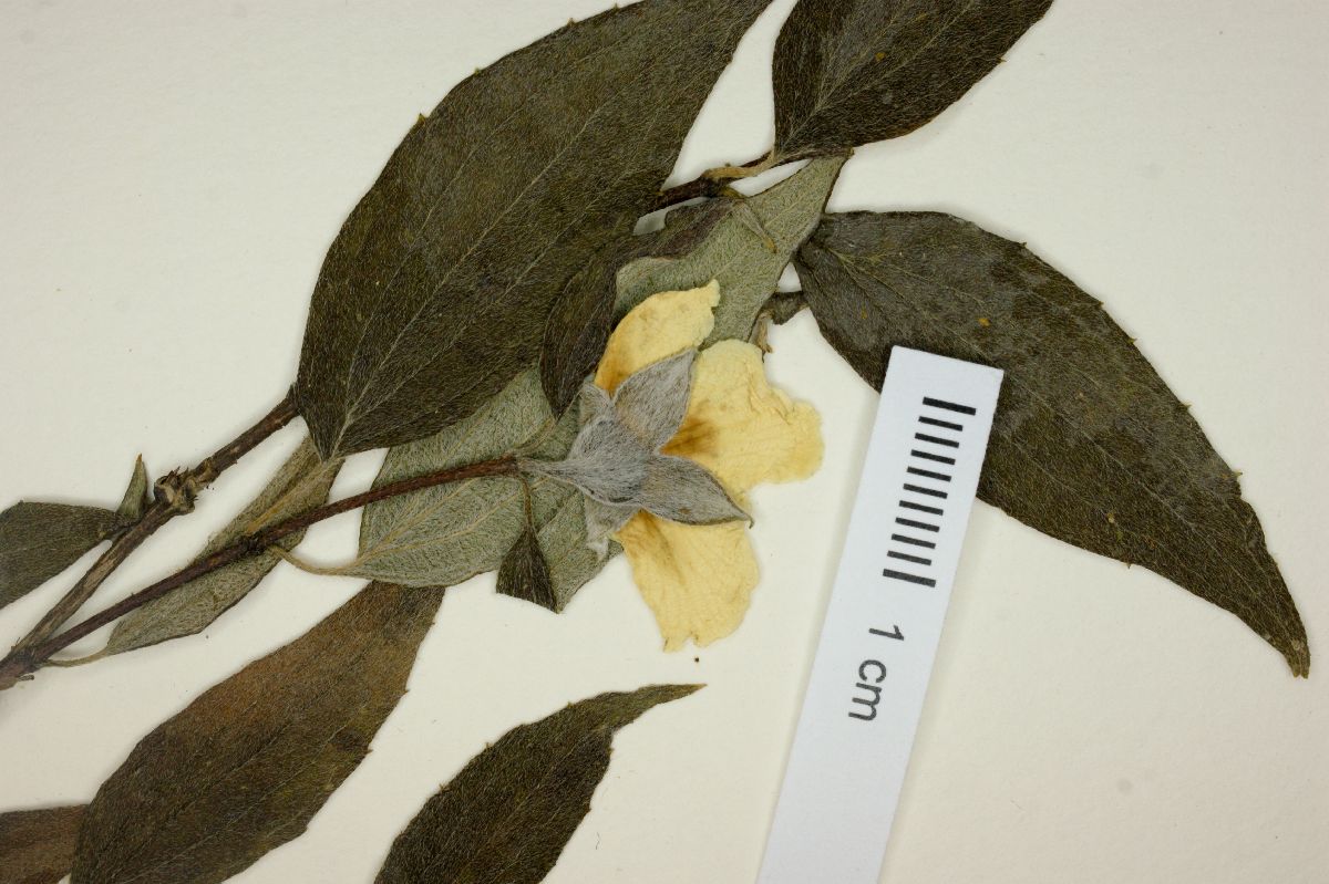 Philadelphus coulteri image