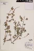 Philadelphus microphyllus image