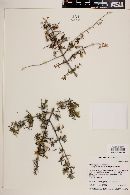 Philadelphus microphyllus image