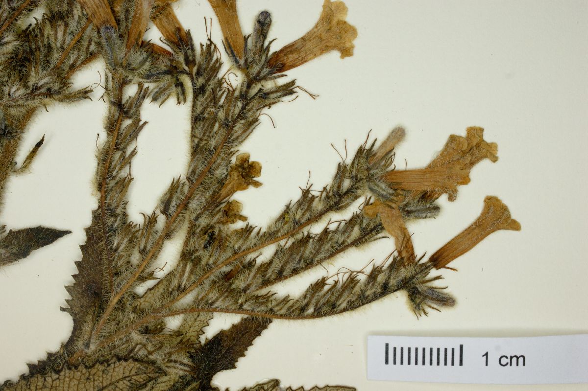 Eriodictyon sessilifolium image