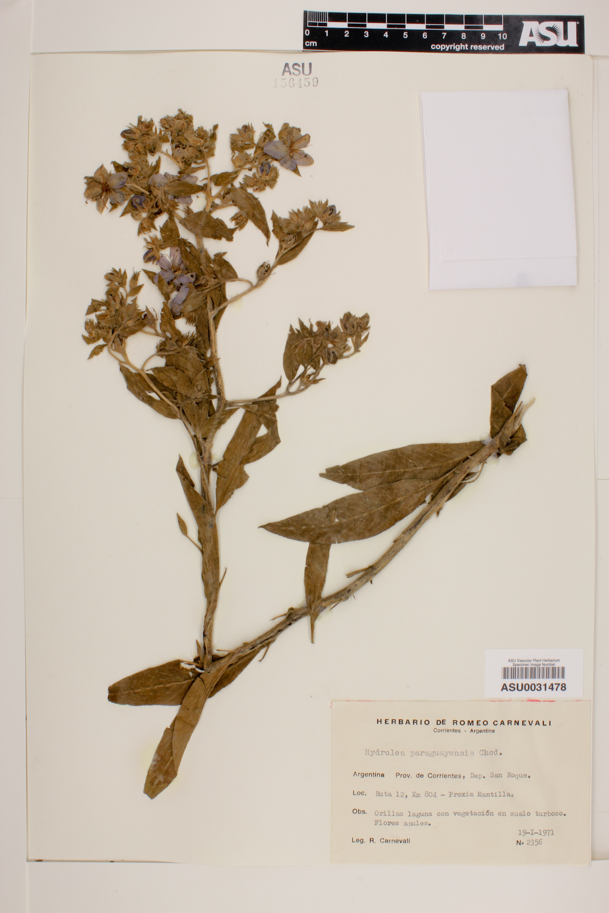Hydrolea spinosa var. paraguayensis image