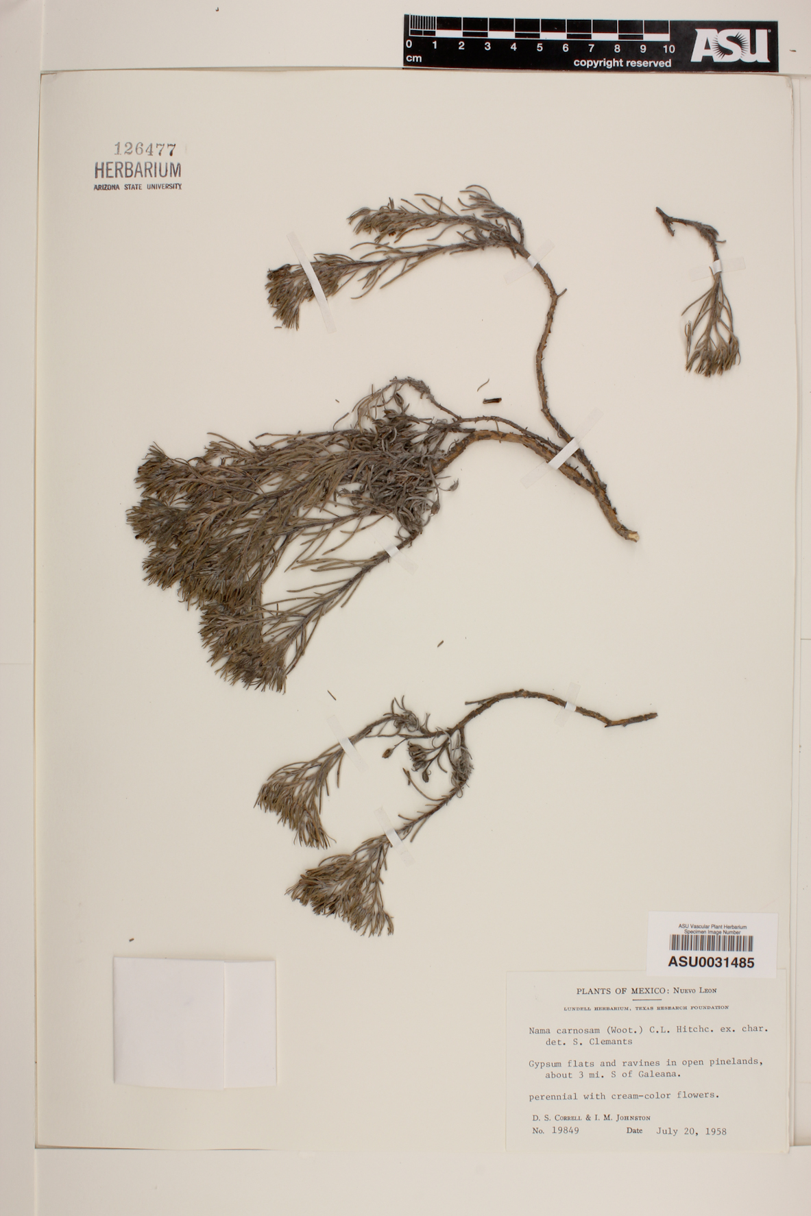 Nama hitchcockii image