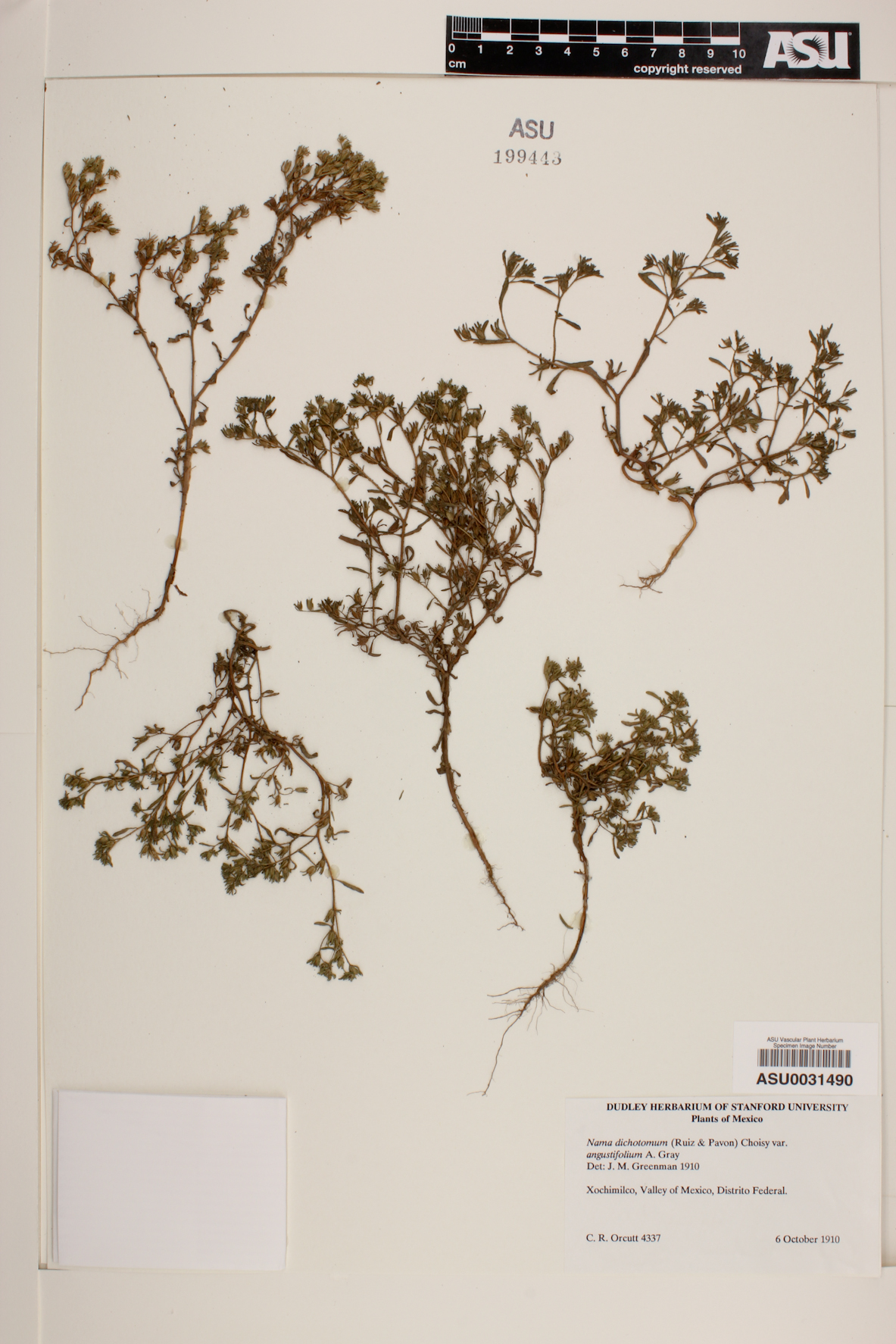 Nama dichotoma var. angustifolia image