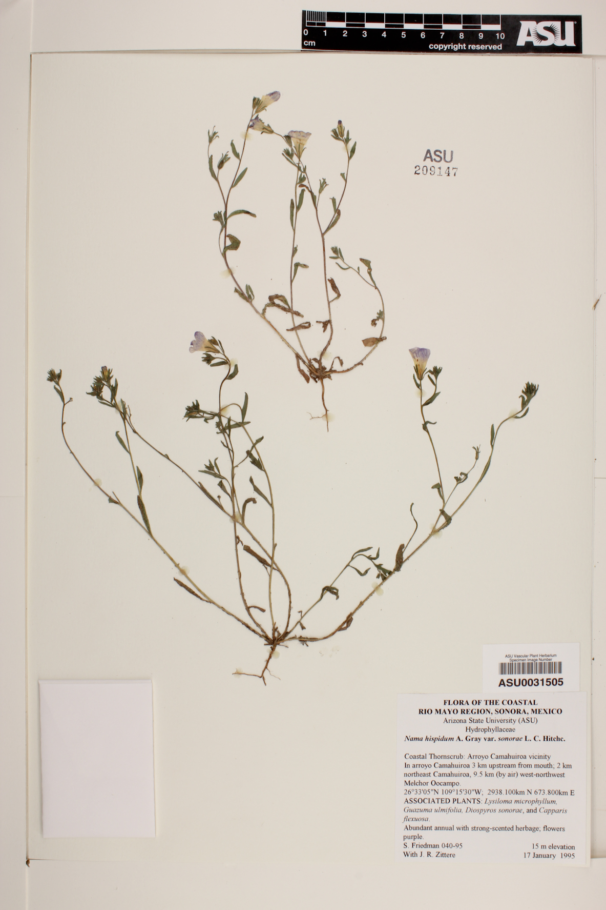 Nama hispida var. sonorae image