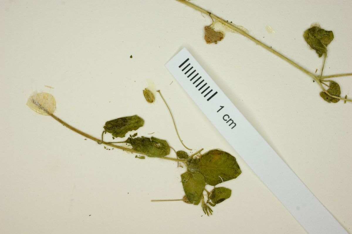 Nama origanifolium image