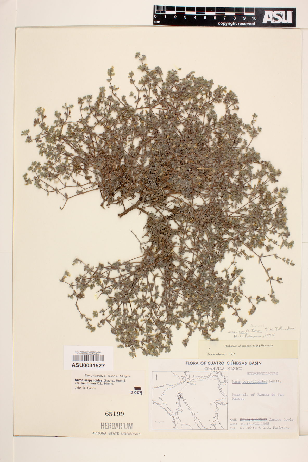 Nama serpylloides image