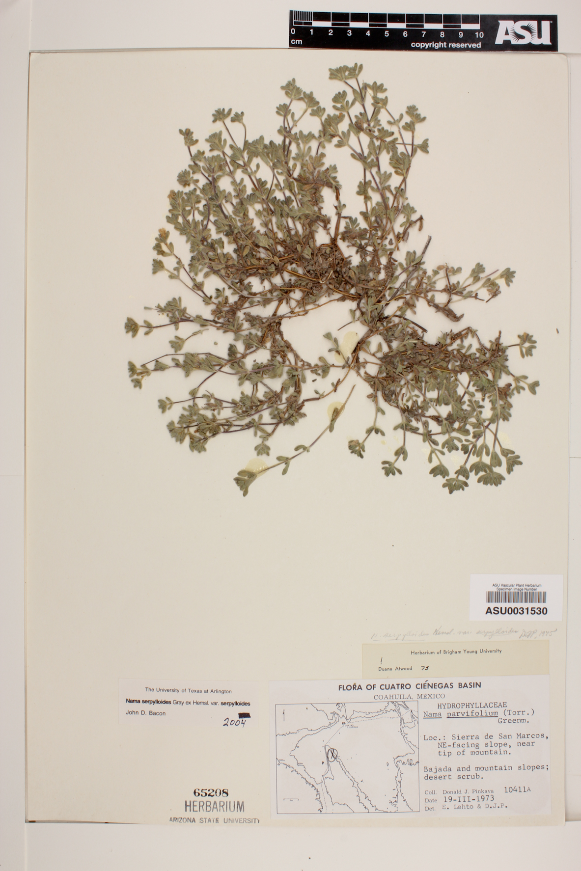 Nama serpylloides var. serpylloides image