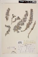 Image of Nama stenophyllum