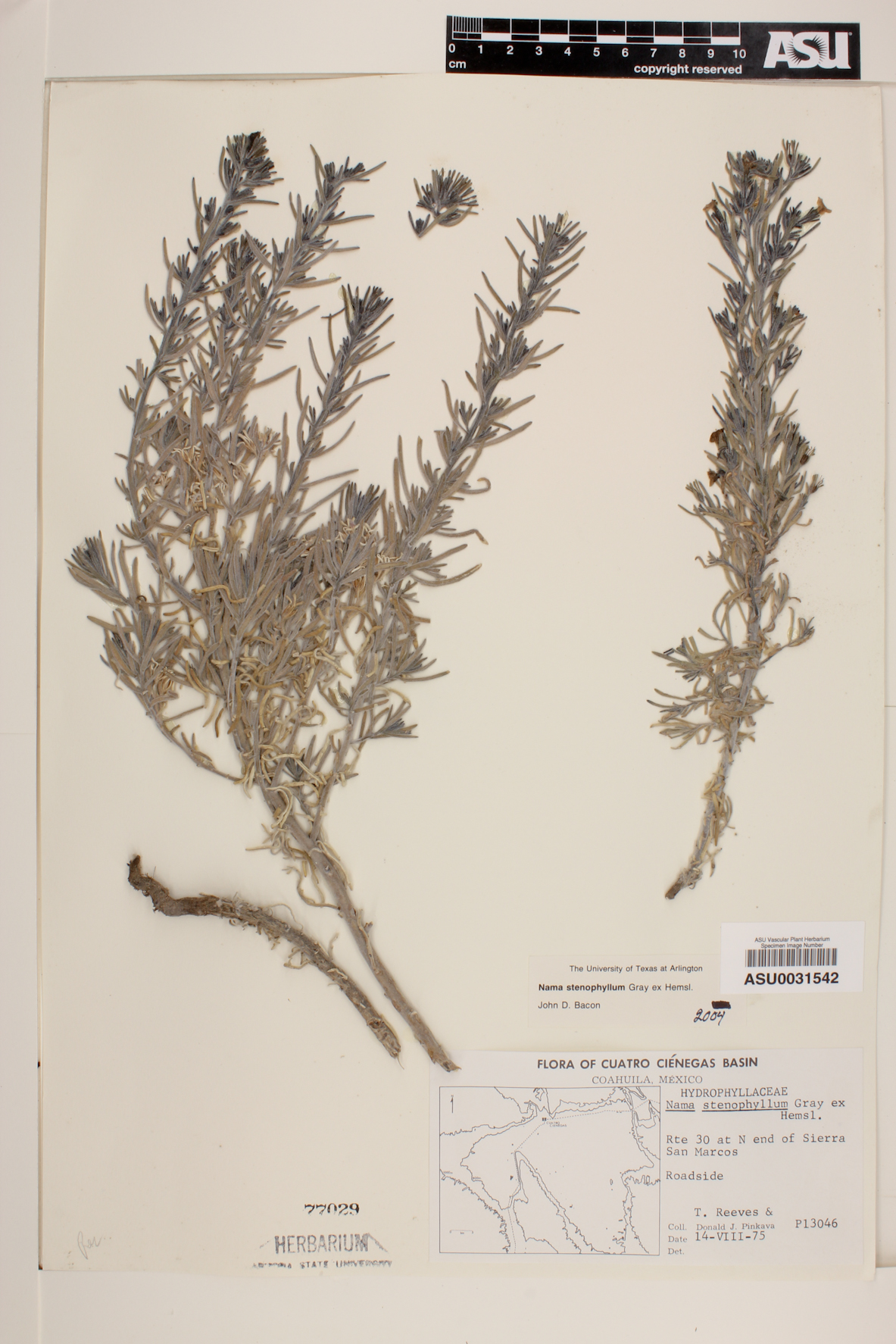Nama stenophyllum image