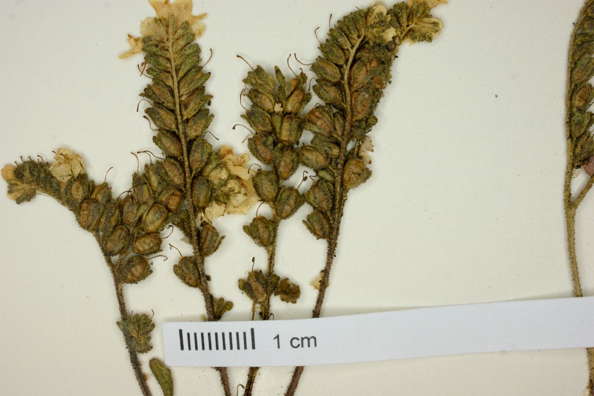 Phacelia brachyloba image