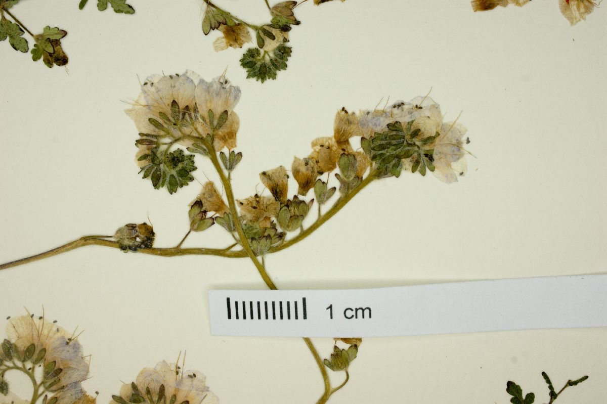 Phacelia hirtuosa image