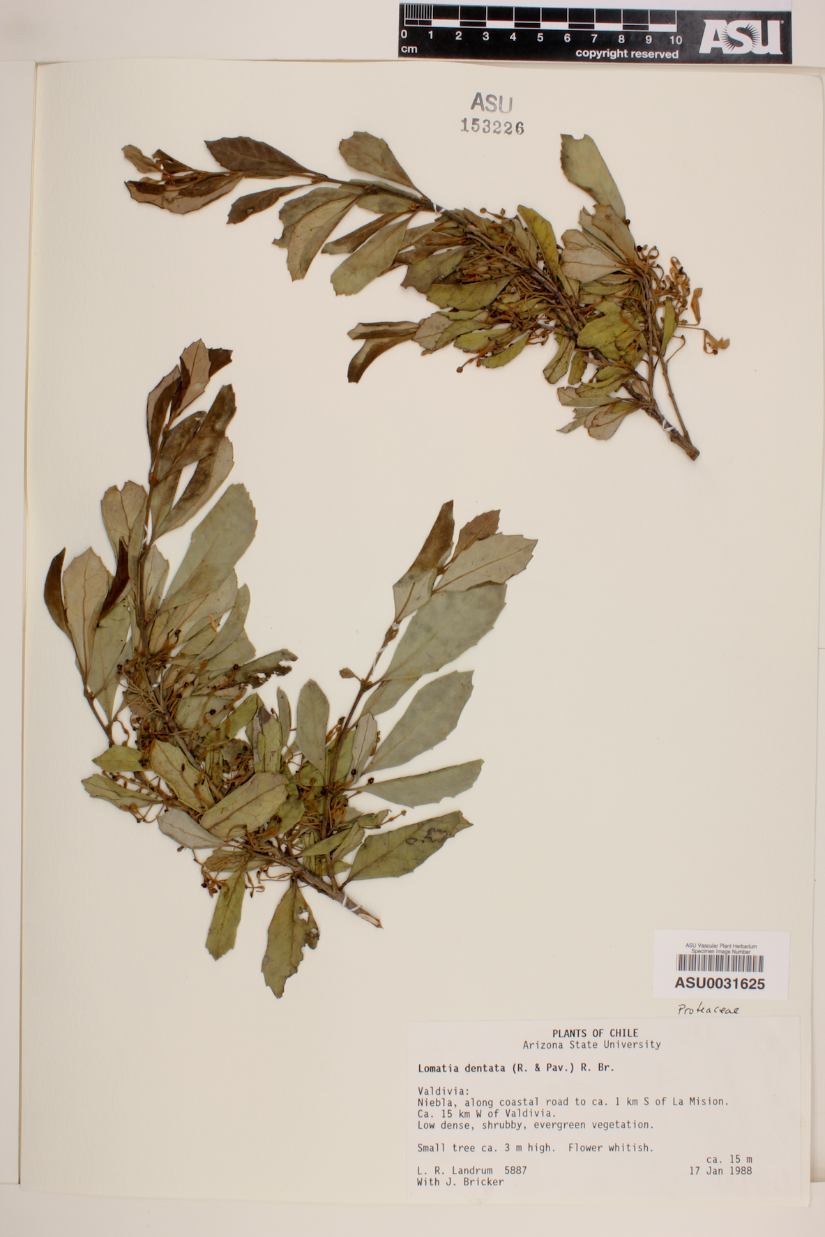 Lomatia dentata image