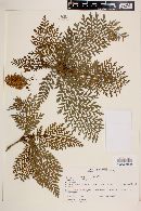 Lomatia ferruginea image