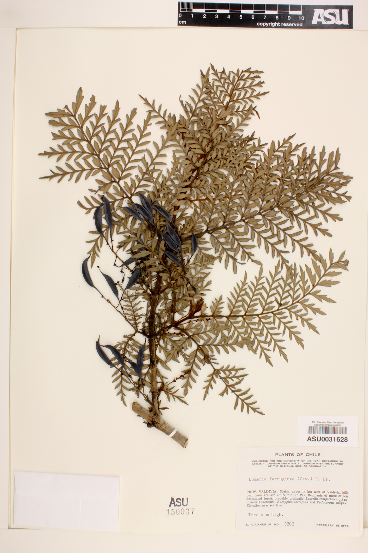 Lomatia ferruginea image