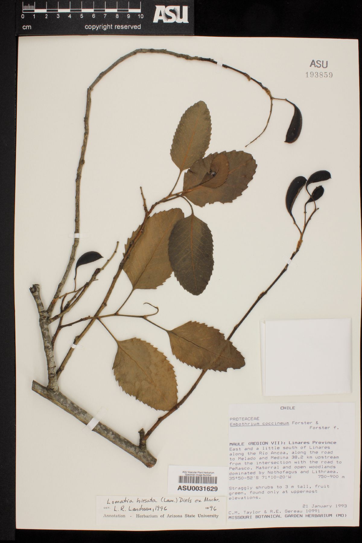 Lomatia hirsuta image