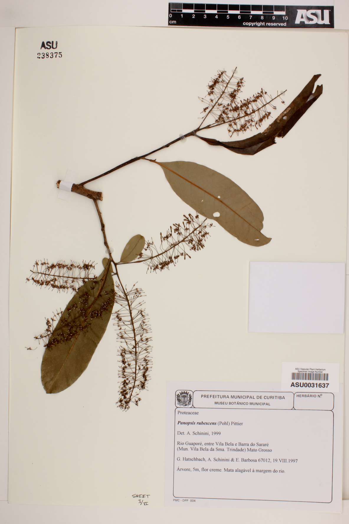 Panopsis image