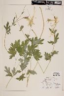 Aquilegia longissima image