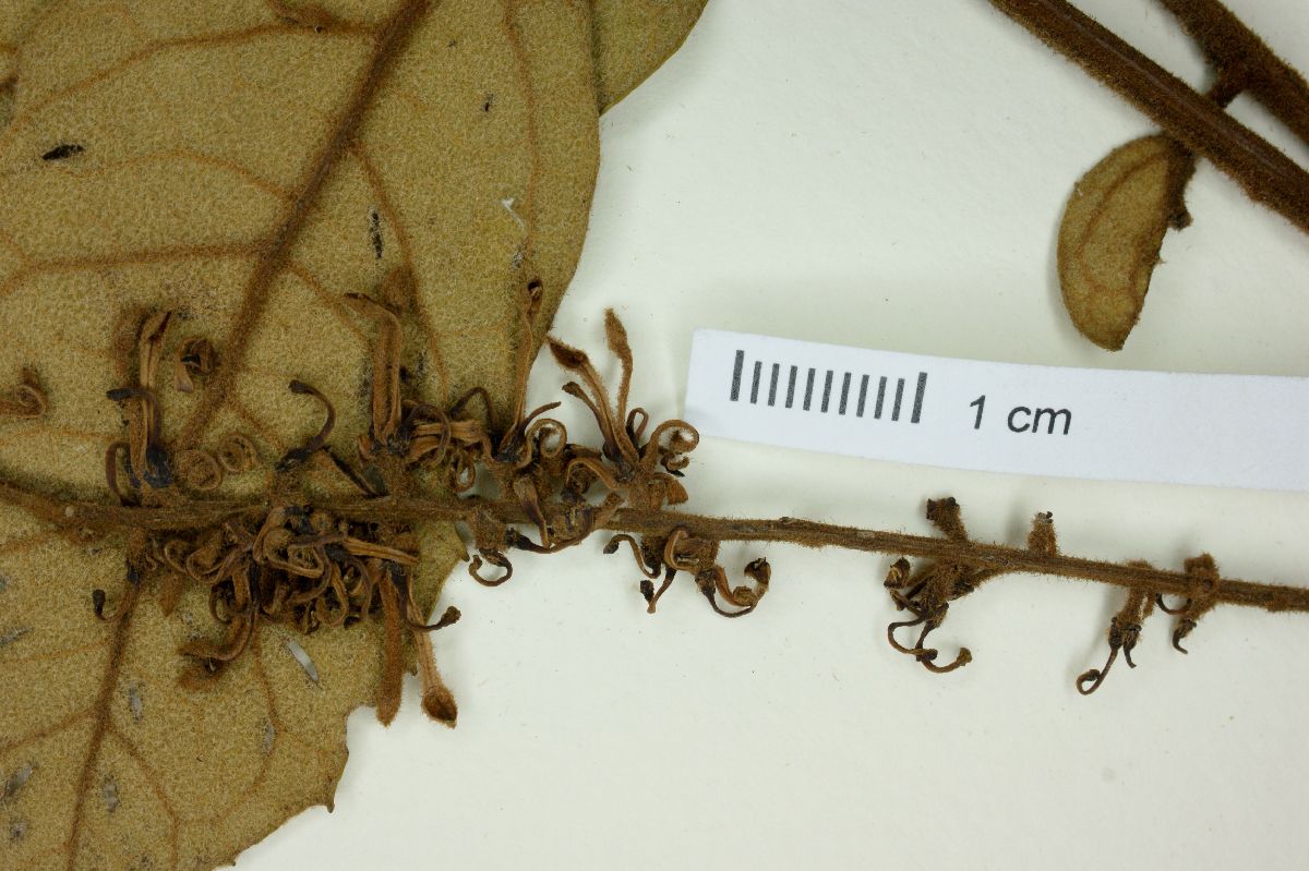Euplassa legalis image
