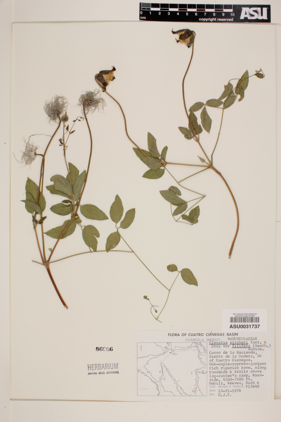 Clematis pitcheri var. filifera image
