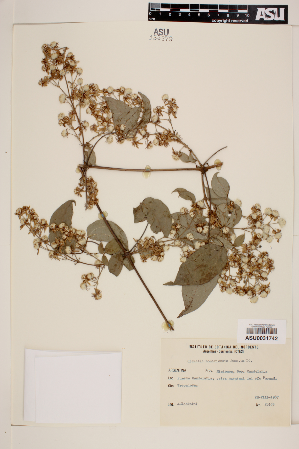 Clematis bonariensis image
