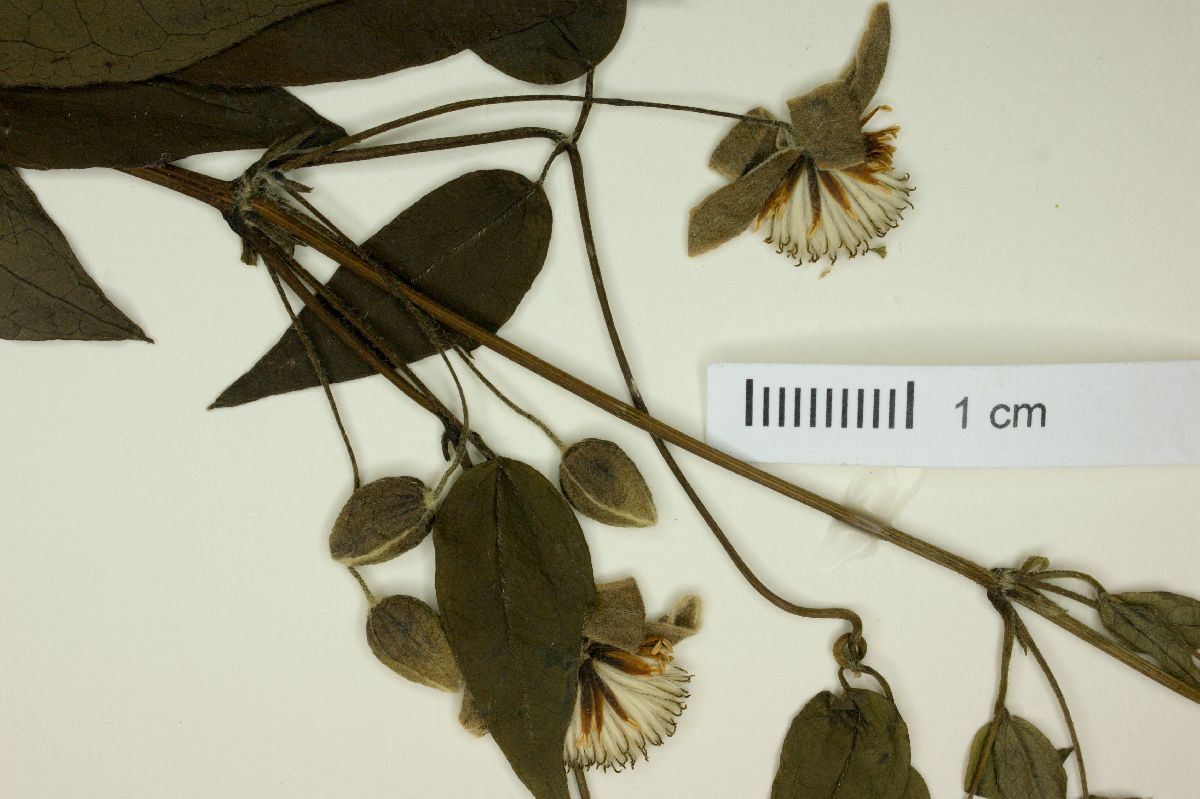 Clematis denticulata image