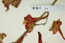 Delphinium cardinale image