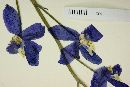 Delphinium parryi subsp. parryi image