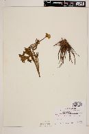 Ranunculus delphinifolius image
