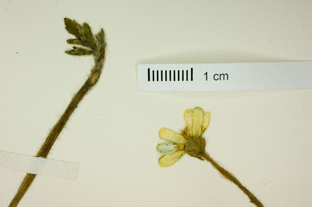 Ranunculus geoides image