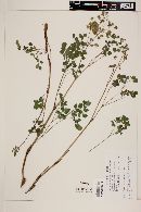 Thalictrum fendleri image