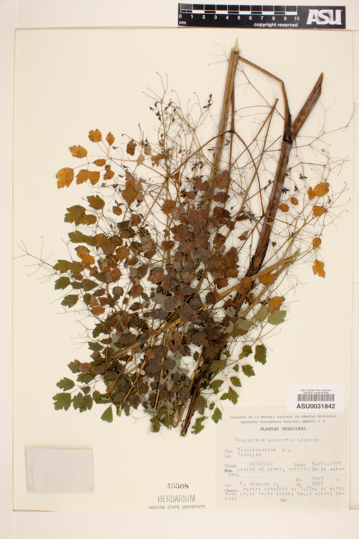 Thalictrum galeottii image