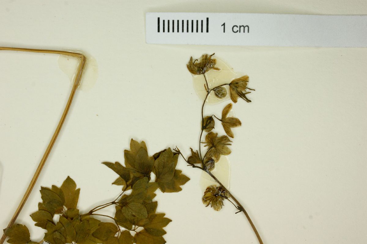 Thalictrum longistylum image