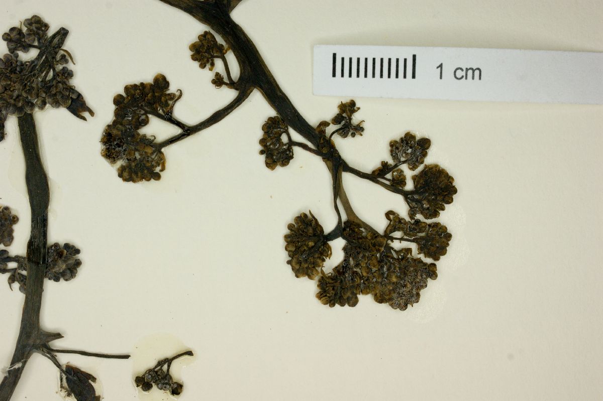 Thalictrum peltatum image